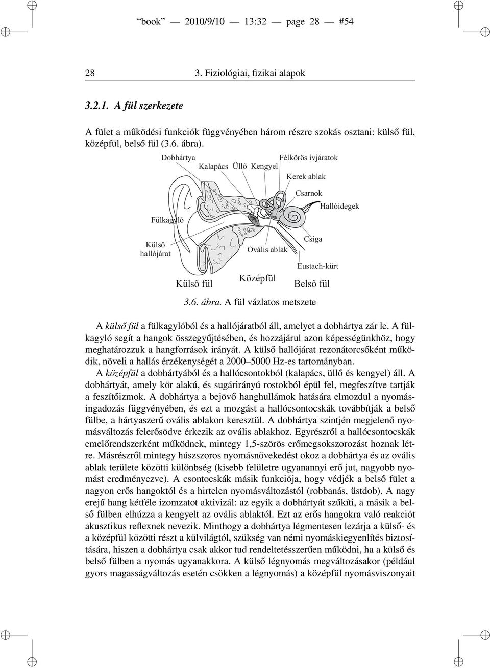 A fülkagyló segít a hangok összegyűjtésében, és hozzájárul azon képességünkhöz, hogy meghatározzuk a hangforrások irányát.