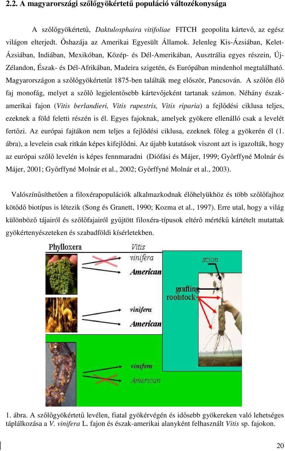 megtalálható. Magyarországon a szılıgyökértetőt 1875-ben találták meg elıször, Pancsován. A szılın élı faj monofág, melyet a szılı legjelentısebb kártevıjeként tartanak számon.