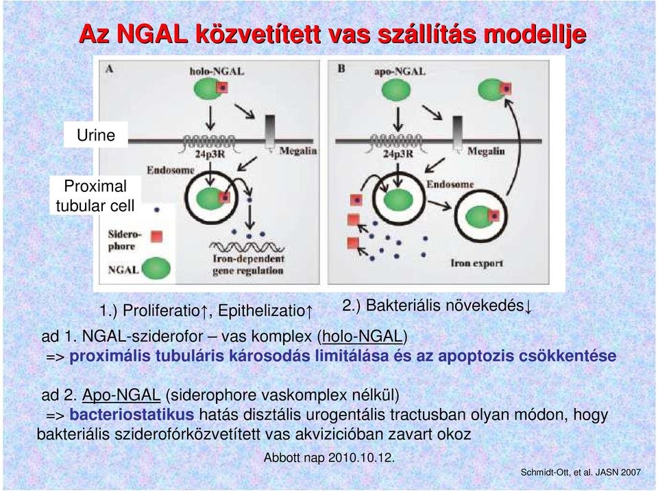 NGAL-sziderofor vas komplex (holo-ngal) => proximális tubuláris károsodás limitálása és az apoptozis csökkentése ad 2.
