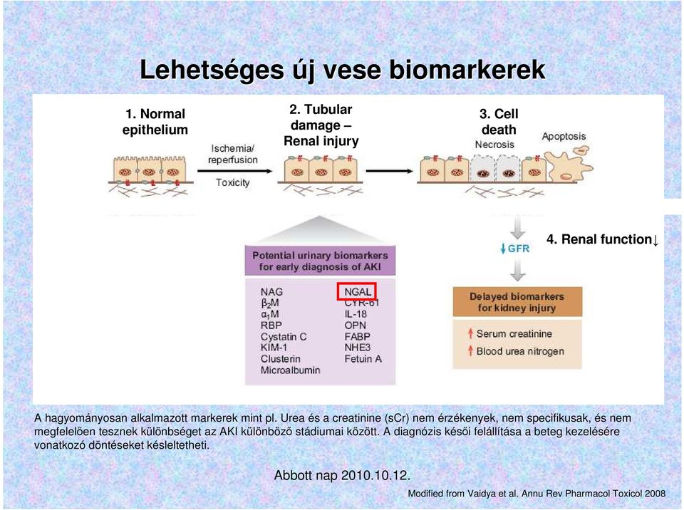 Urea és a creatinine (scr) nem érzékenyek, nem specifikusak, és nem megfelelıen tesznek különbséget az AKI