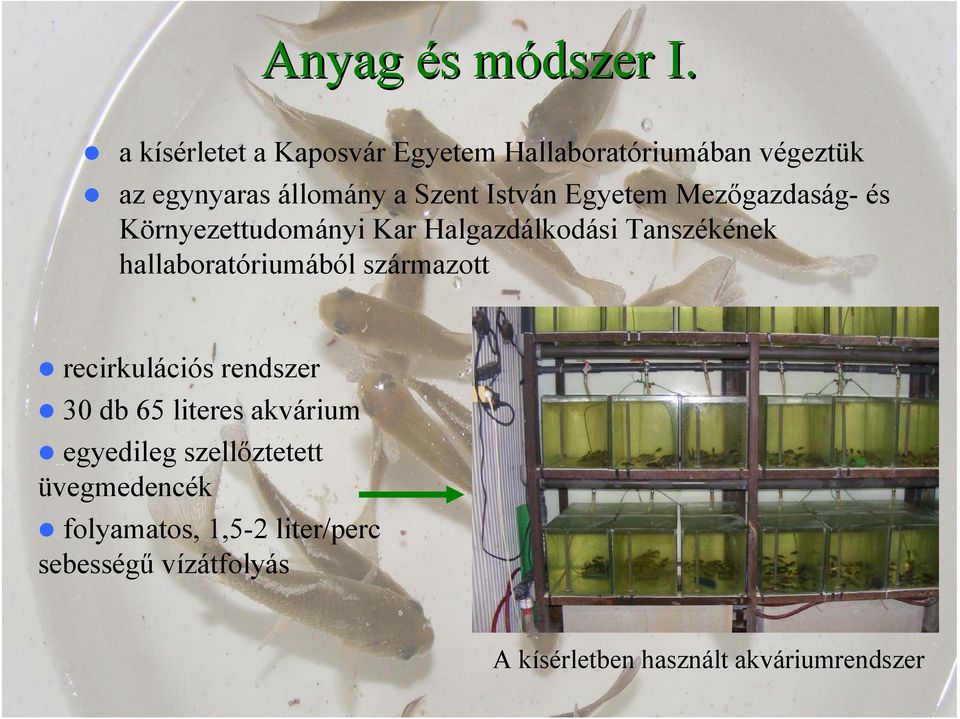 Egyetem Mezőgazdaság- és Környezettudományi Kar Halgazdálkodási Tanszékének hallaboratóriumából