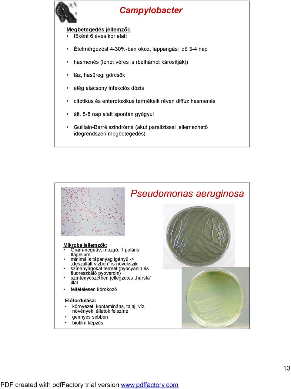 5-8 nap alatt spontán gyógyul Guillain-Barré szindróma (akut paralízissel jellemezhető idegrendszeri megbetegedés) Pseudomonas aeruginosa Gram-negatív, mozgó, 1 poláris flagellum