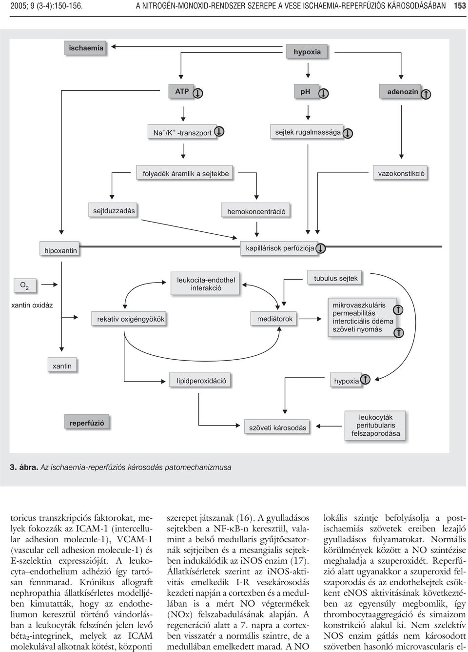 vazokonstikció sejtduzzadás hemokoncentráció hipoxantin kapillárisok perfúziója O 2 leukocita-endothel interakció tubulus sejtek xantin oxidáz rekatív oxigéngyökök mediátorok mikrovaszkuláris