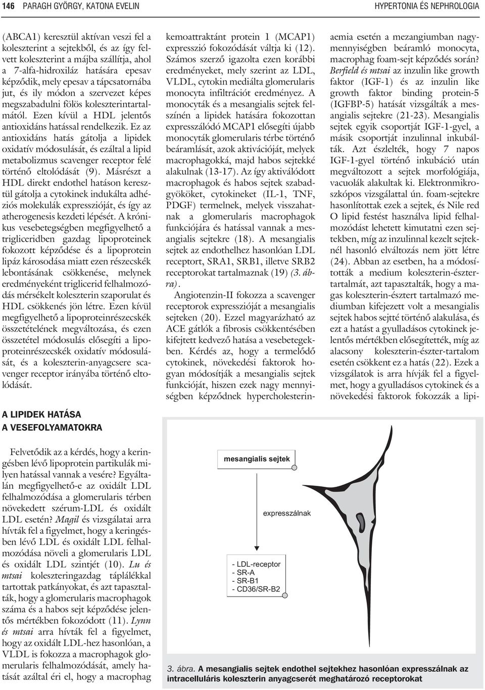 Ez az antioxidáns hatás gátolja a lipidek oxidatív módosulását, és ezáltal a lipid metabolizmus scavenger receptor felé történõ eltolódását (9).