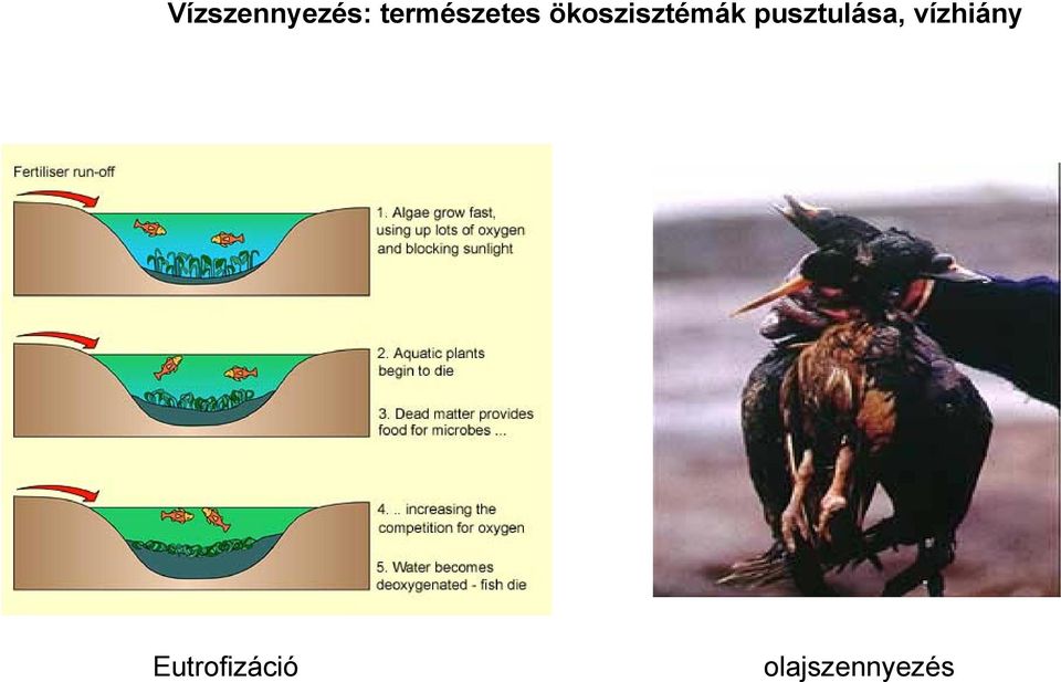 ökoszisztémák