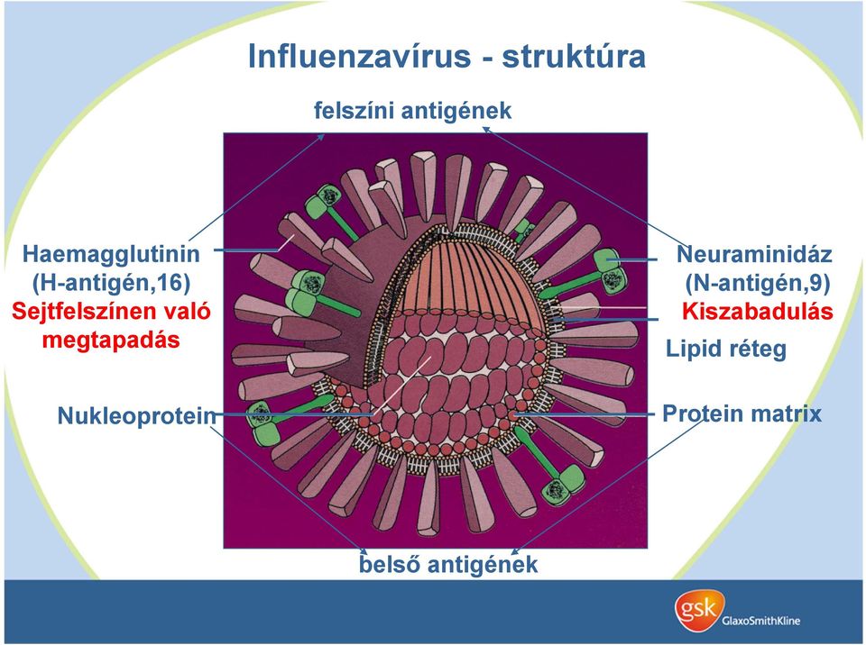 megtapadás Nukleoprotein Neuraminidáz