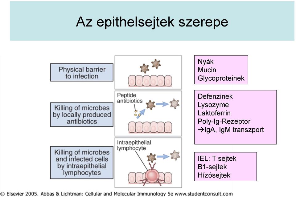 Laktoferrin Poly-Ig-Rezeptor IgA, IgM