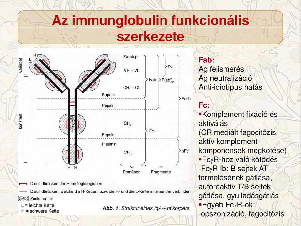 komplement komponensek megkötése) Fc R-hoz való kötődés -Fc RIIb: B sejtek AT