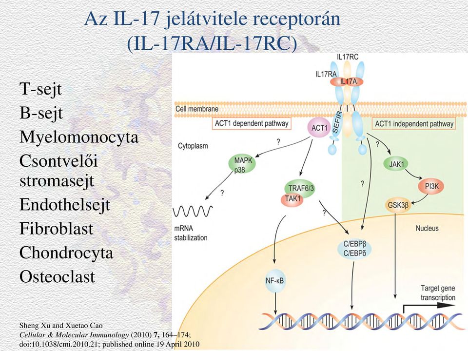 Chondrocyta Osteoclast Sheng Xu and Xuetao Cao Cellular & Molecular