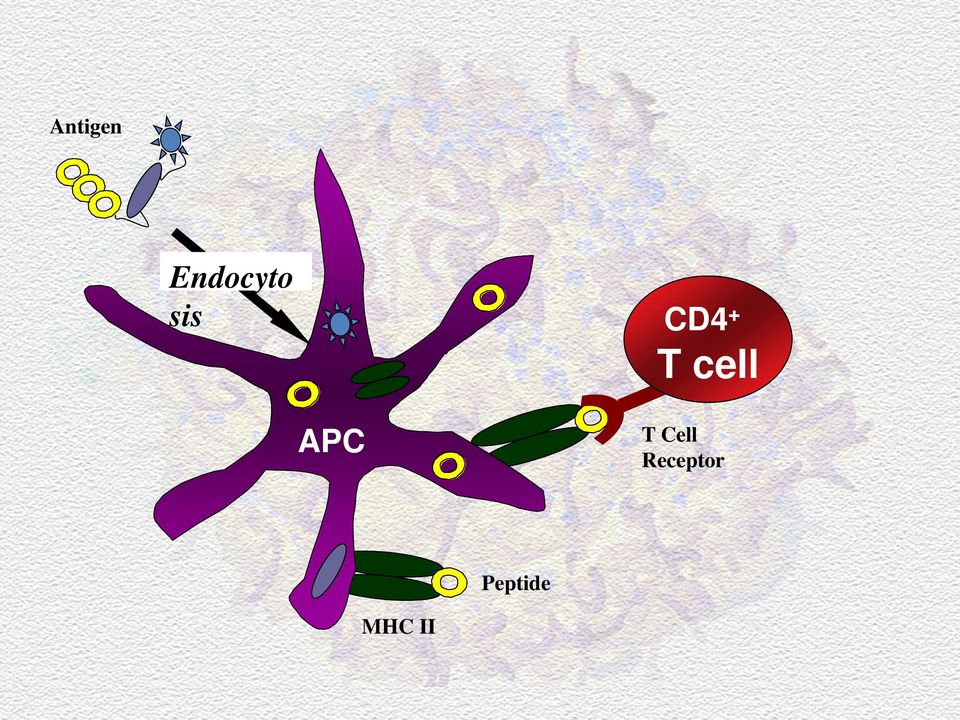 APC T Cell