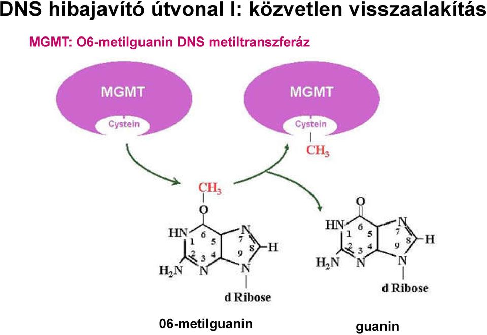 MGMT: O6-metilguanin DNS