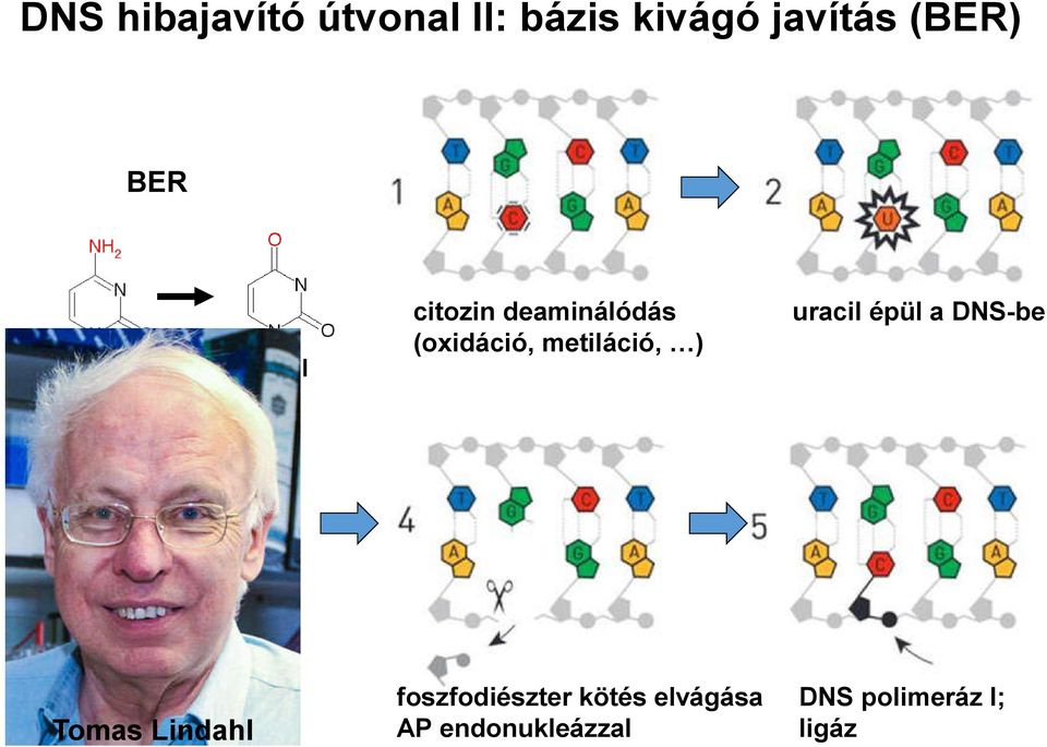 uracil épül a DNS-be uracil kivágása DNS glikozilázzal Tomas