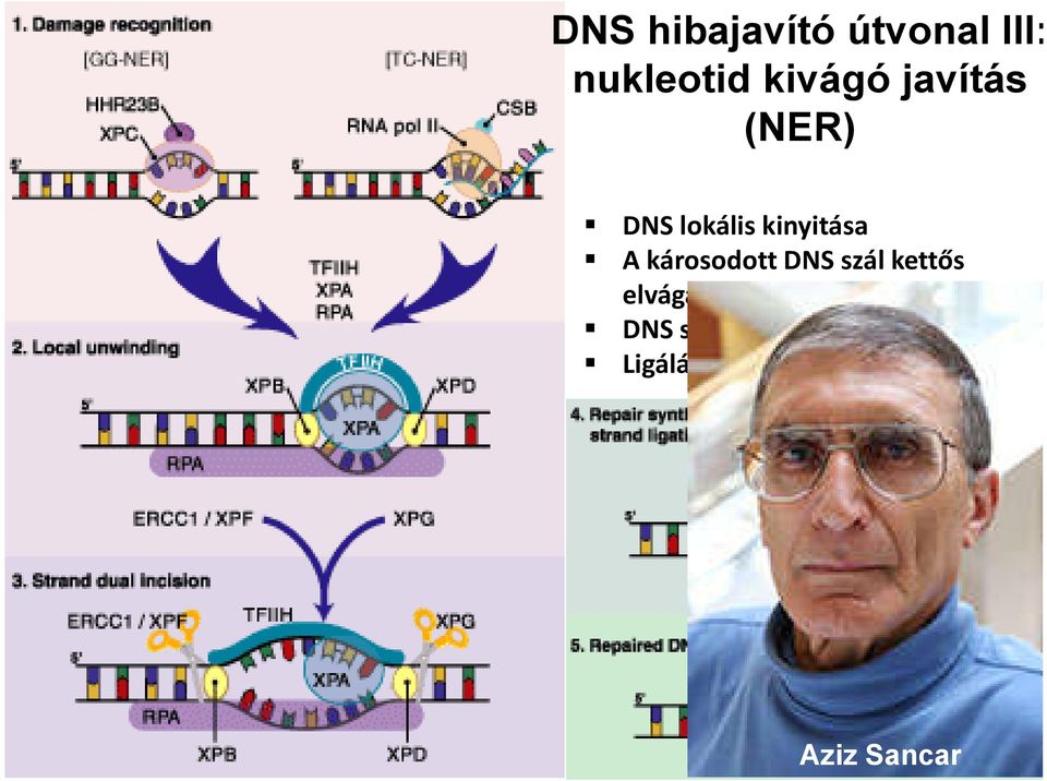 kinyitása A károsodott DNS szál kettős