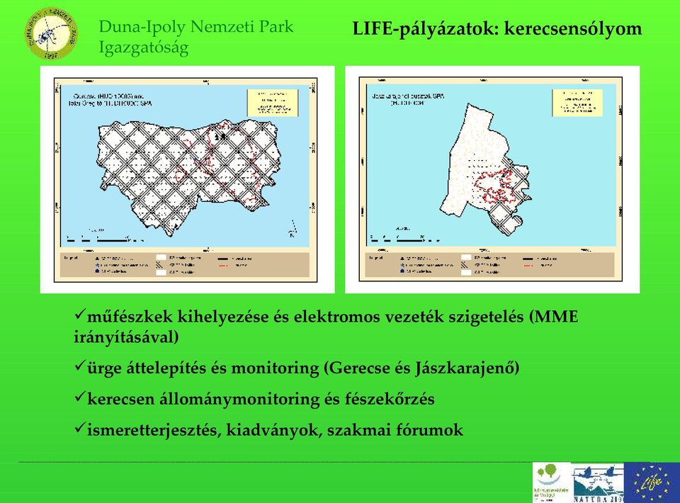 áttelepítés és monitoring (Gerecse és Jászkarajenő) kerecsen