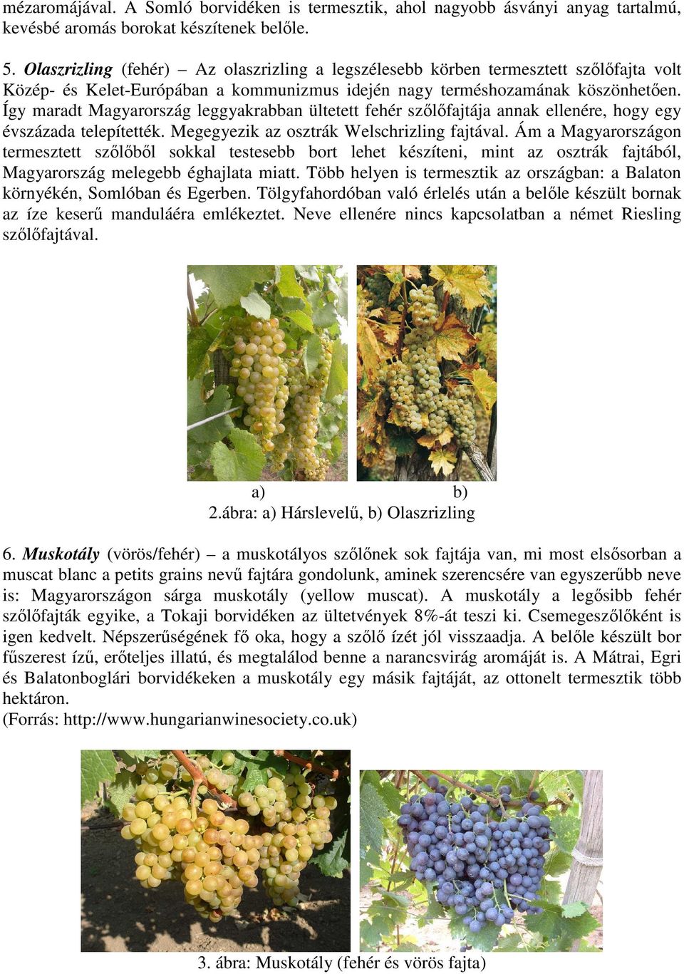 Így maradt Magyarország leggyakrabban ültetett fehér szőlőfajtája annak ellenére, hogy egy évszázada telepítették. Megegyezik az osztrák Welschrizling fajtával.