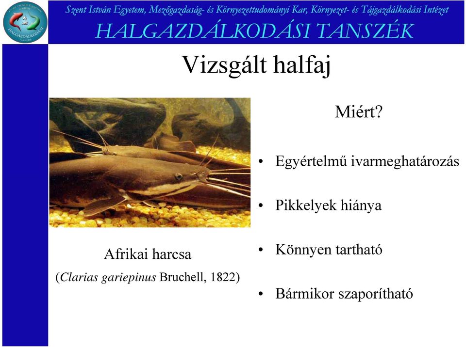 hiánya Afrikai harcsa (Clarias