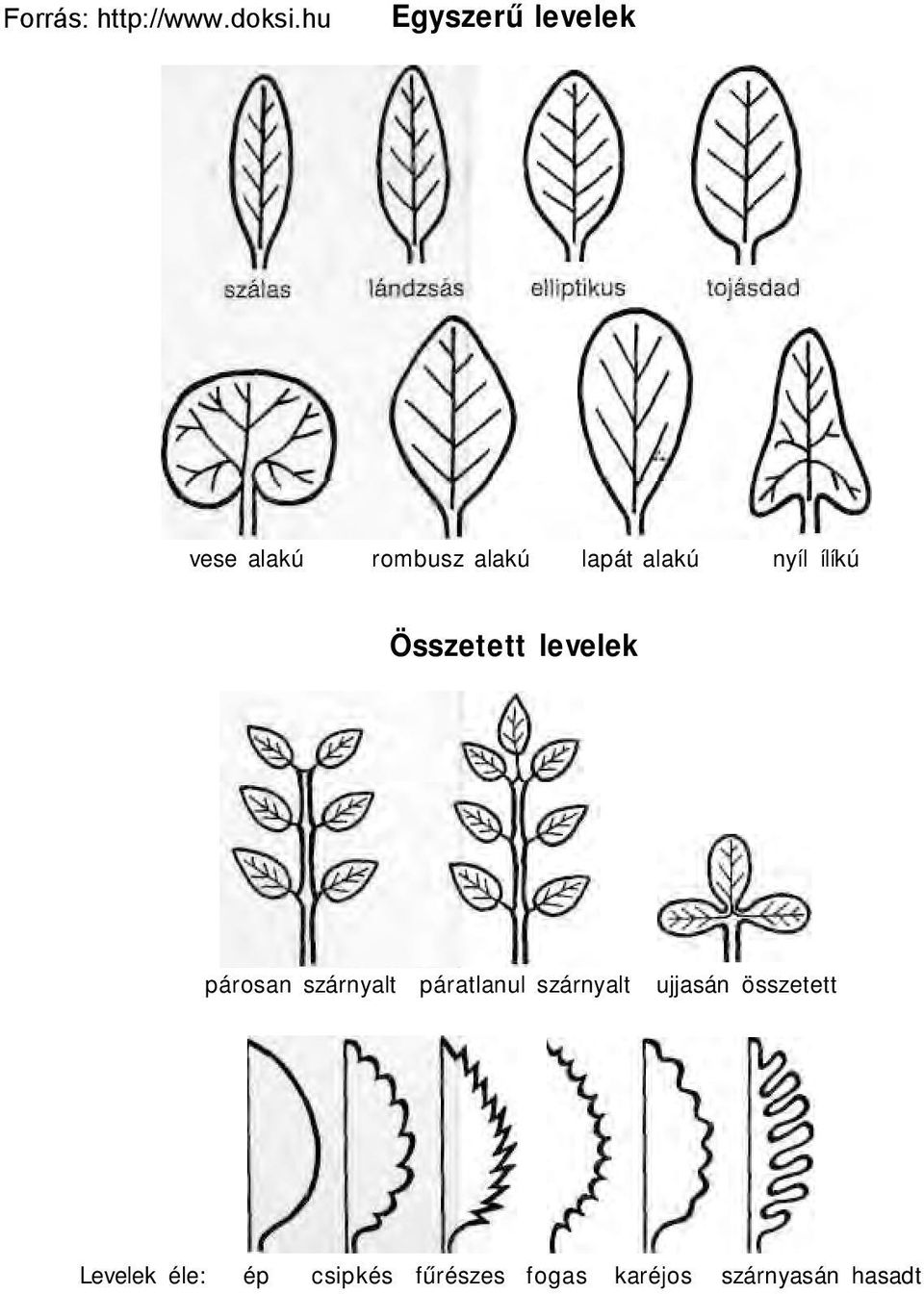 szárnyalt páratlanul szárnyalt ujjasán összetett