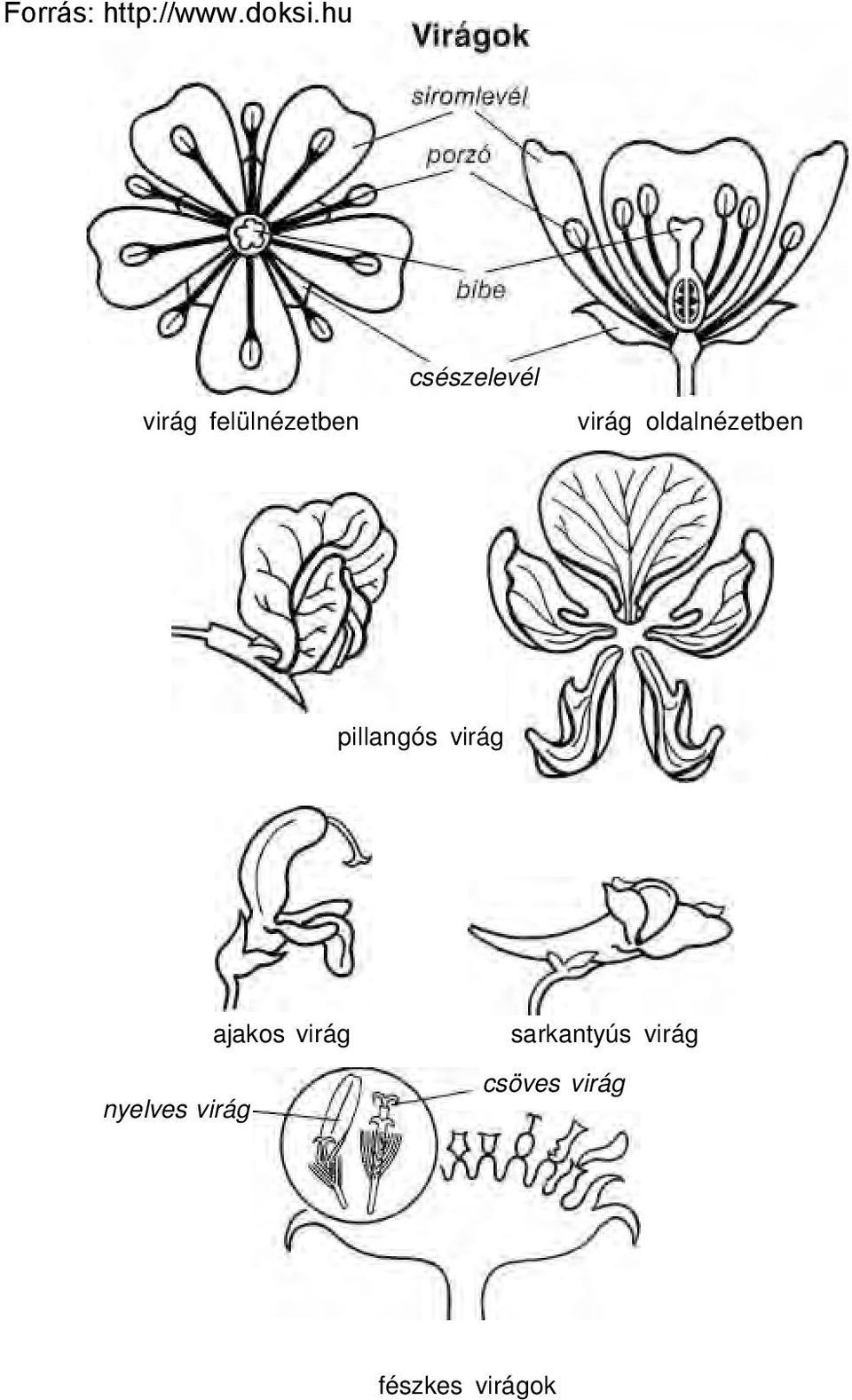 virág nyelves virág ajakos virág