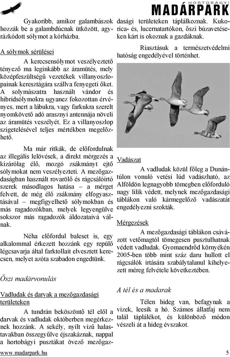 A solymászatra használt vándor és hibridsólymokra ugyanez fokozottan érvényes, mert a lábukra, vagy farkukra szerelt nyomkövető adó arasznyi antennája növeli az áramütés veszélyét.