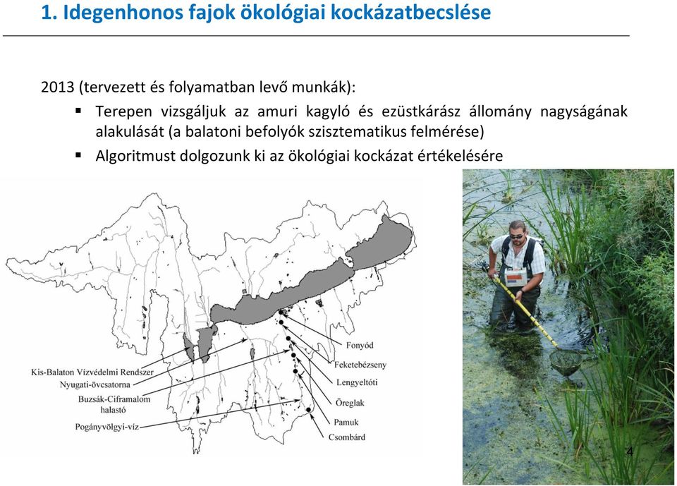 ezüstkárász állomány nagyságának alakulását (a balatoni befolyók