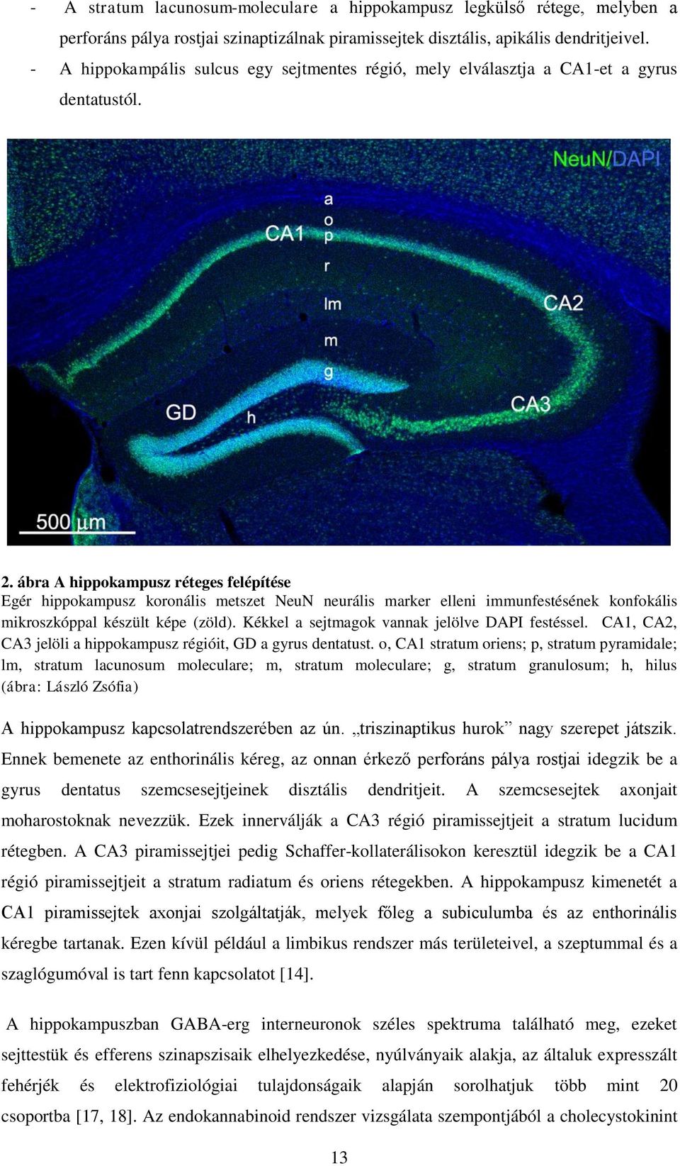 ábra A hippokampusz réteges felépítése Egér hippokampusz koronális metszet NeuN neurális marker elleni immunfestésének konfokális mikroszkóppal készült képe (zöld).