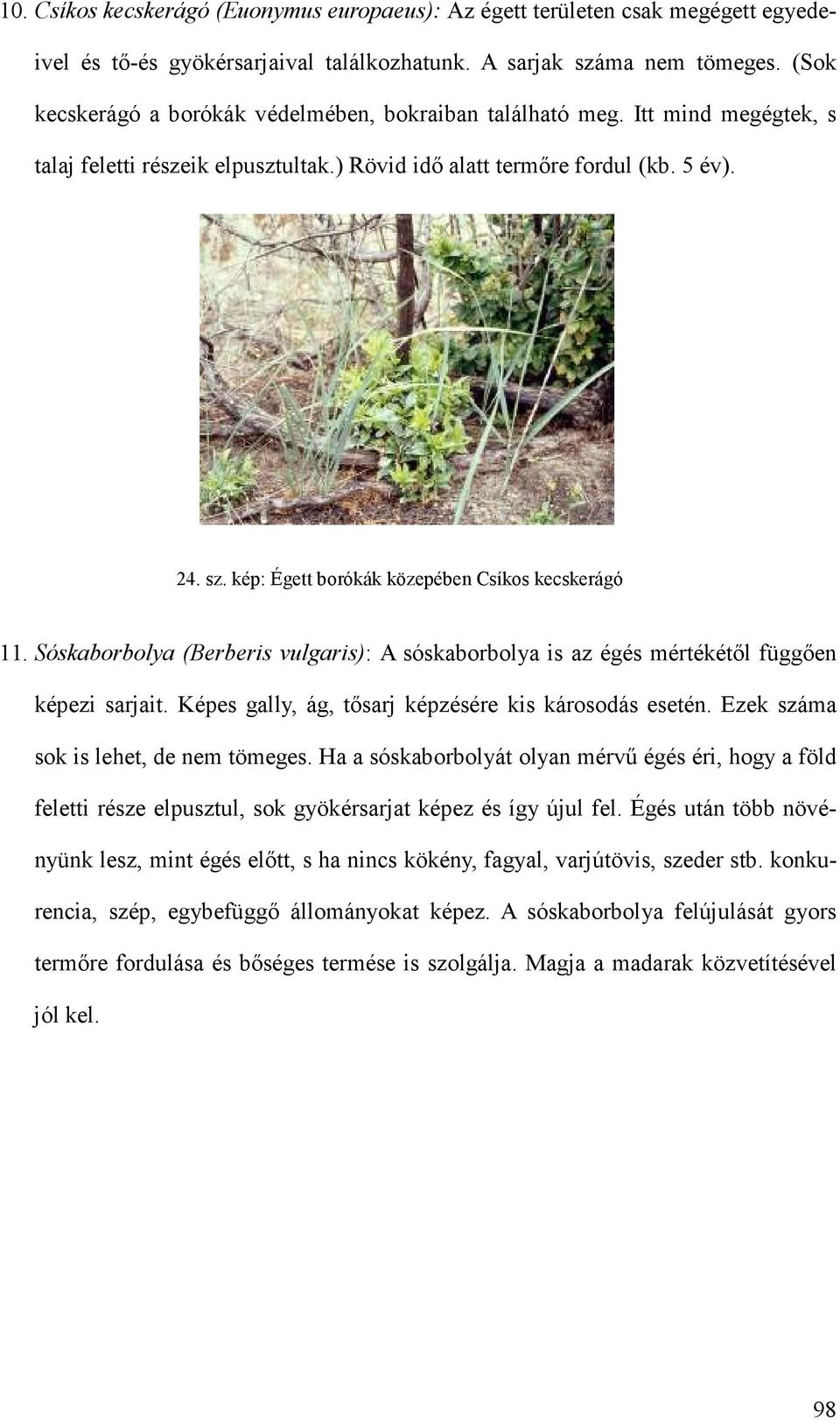 kép: Égett borókák közepében Csíkos kecskerágó 11. Sóskaborbolya (Berberis vulgaris): A sóskaborbolya is az égés mértékétıl függıen képezi sarjait.