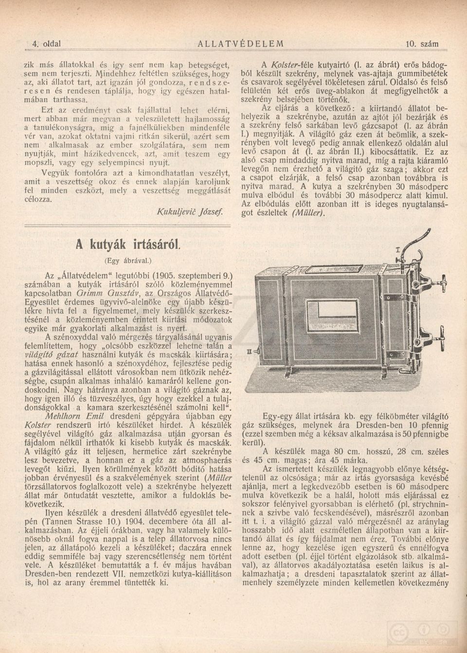 Ezt az eredményt csak fajállattal lehet elérni, mert abban már megvan a veleszületett hajlam osság a tanulékonyságra, mig a fajnélküliekben mindenféle vér van, azokat oktatni vajmi ritkán sikerül,