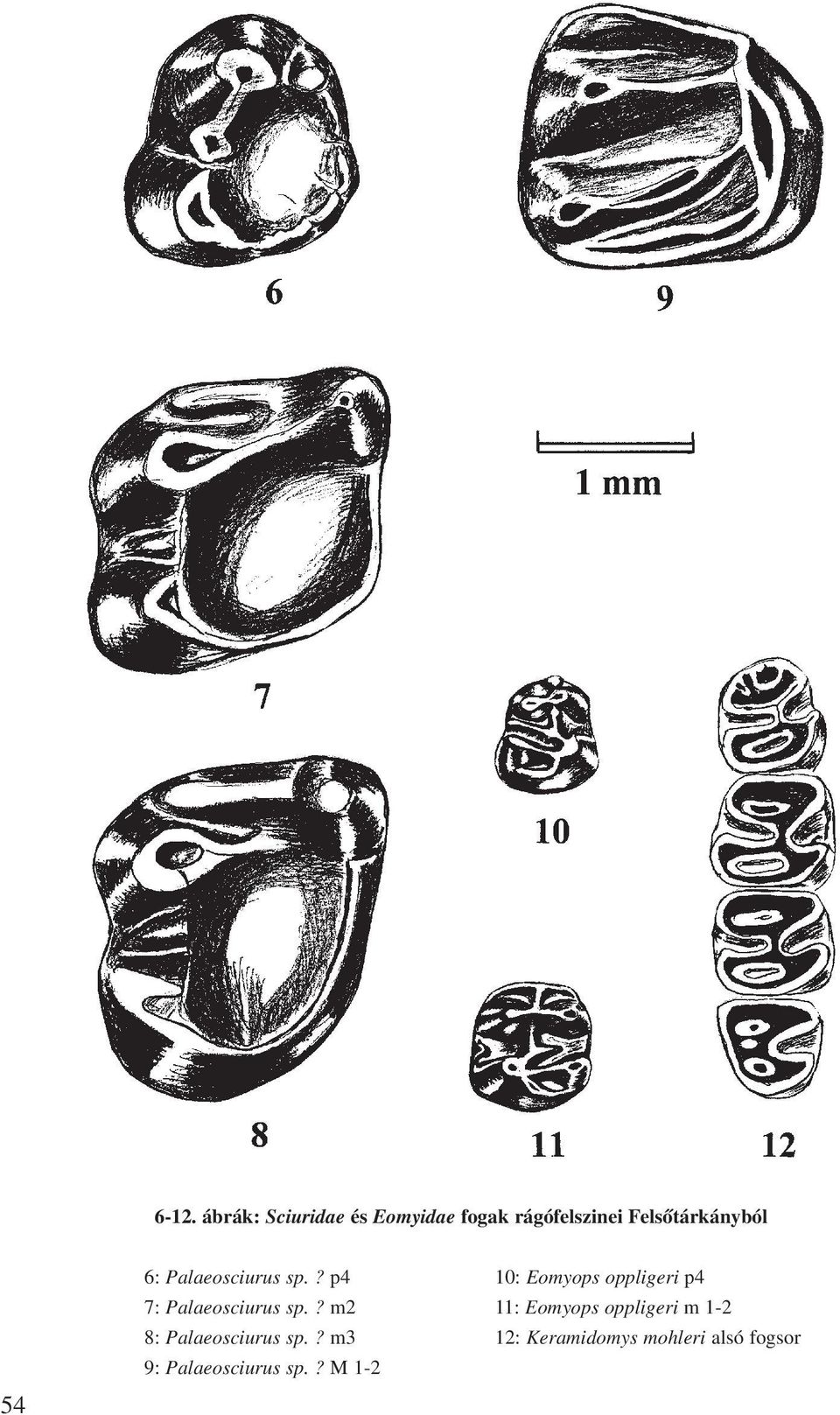 ? p4 10: Eomyops oppligeri p4 7: Palaeosciurus sp.