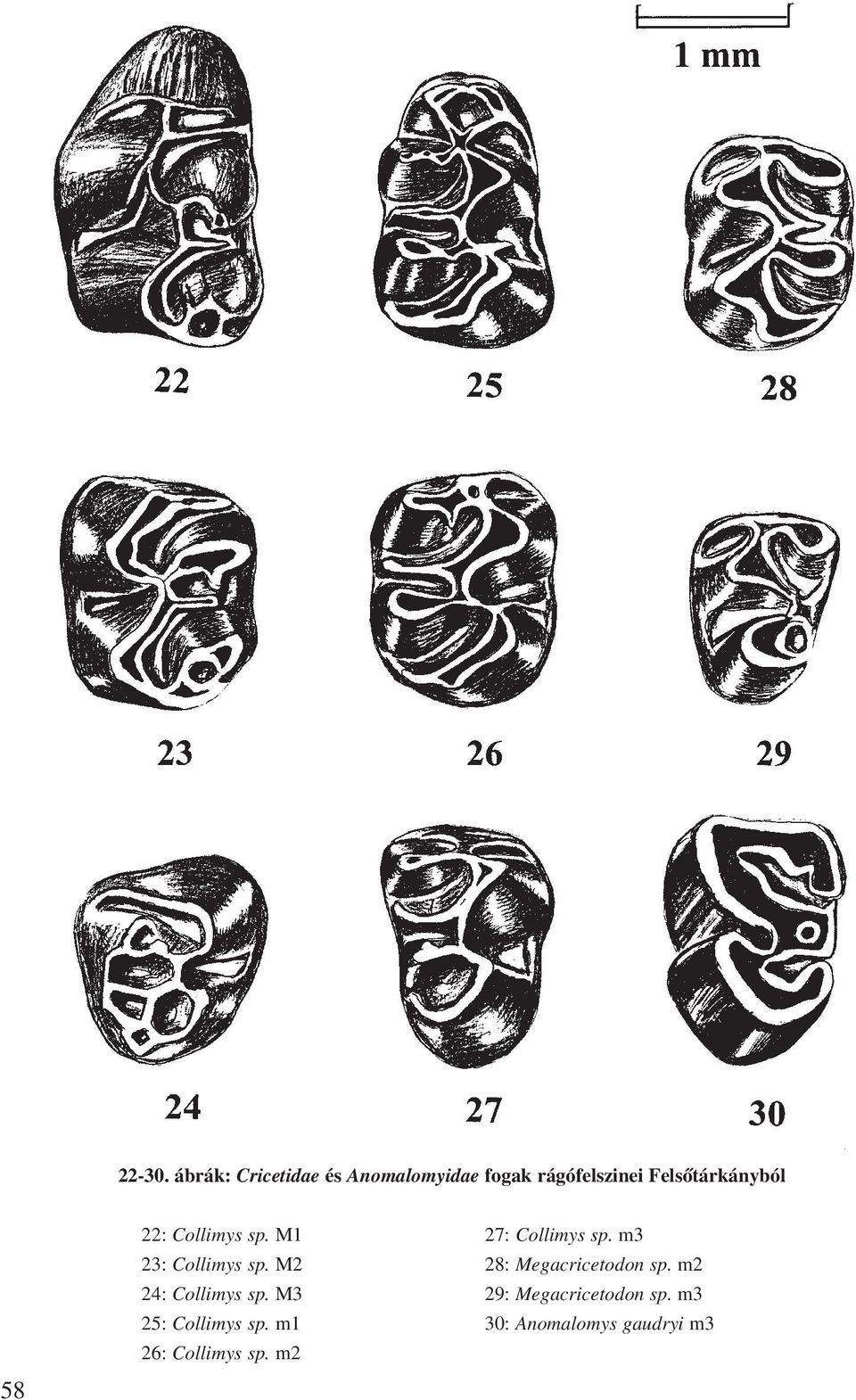 Felsõtárkányból 58 22: Collimys sp. M1 27: Collimys sp.