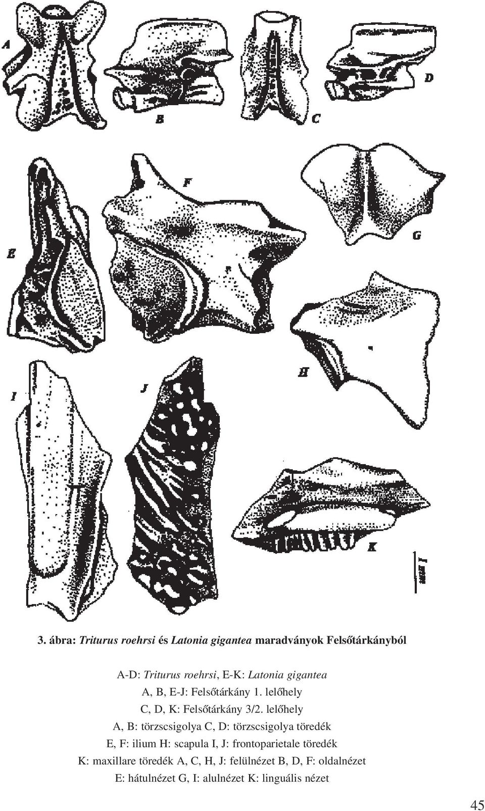 lelõhely A, B: törzscsigolya C, D: törzscsigolya töredék E, F: ilium H: scapula I, J: frontoparietale