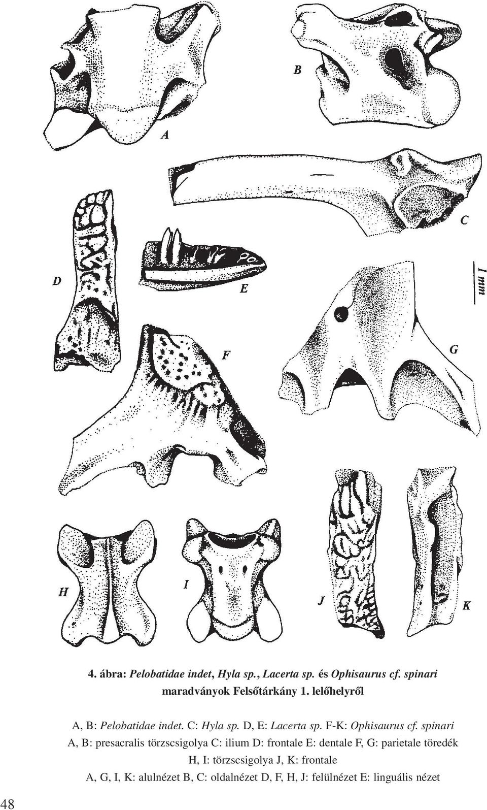 F-K: Ophisaurus cf.