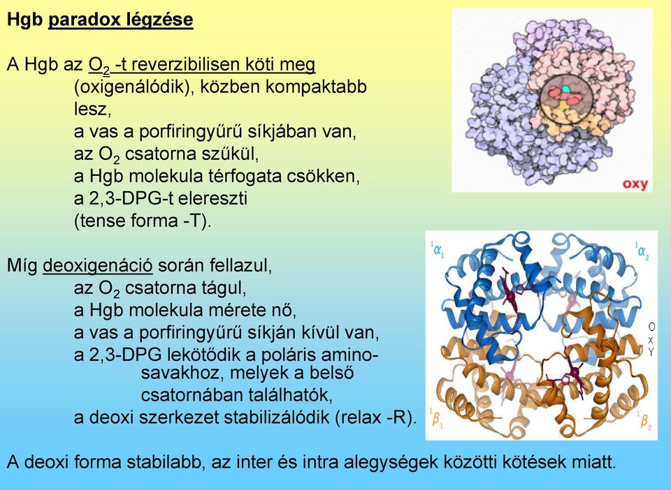 Míg deoxigenáció során fellazul, az O 2 csatorna tágul, a Hgb molekula mérete nő, a vas a porfiringyűrű síkján kívül van, a 2,3-DPG