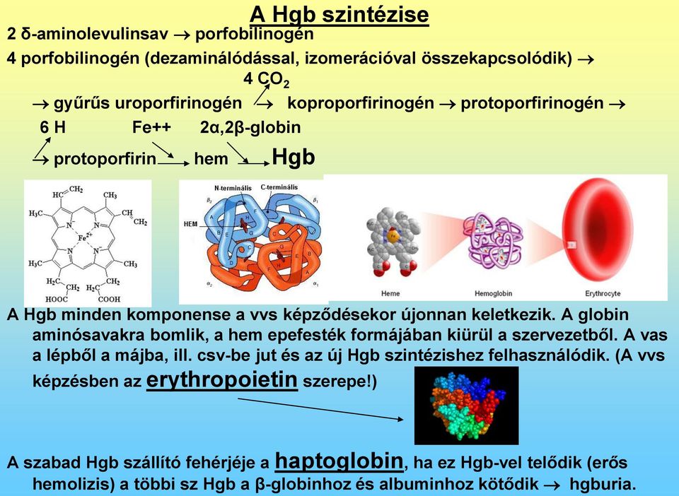 A globin aminósavakra bomlik, a hem epefesték formájában kiürül a szervezetből. A vas a lépből a májba, ill. csv-be jut és az új Hgb szintézishez felhasználódik.