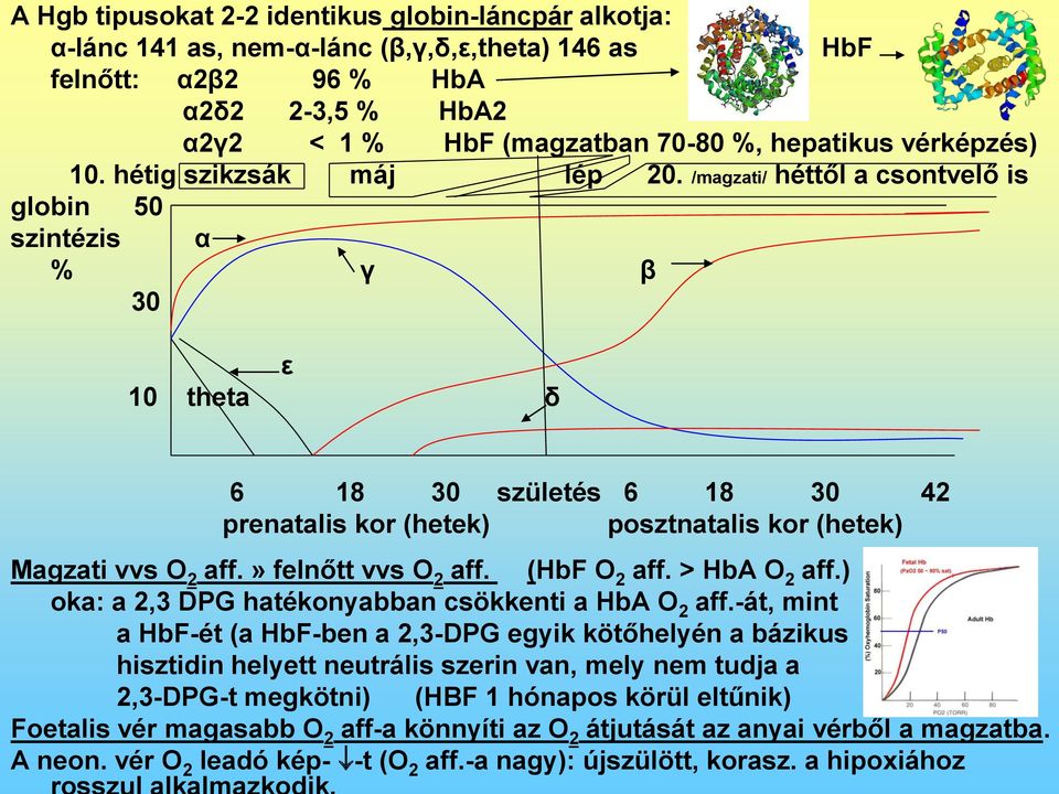 /magzati/ héttől a csontvelő is globin 50 szintézis α % γ β 30 ε 10 theta δ 6 18 30 születés 6 18 30 42 prenatalis kor (hetek) posztnatalis kor (hetek) Magzati vvs O 2 aff.» felnőtt vvs O 2 aff.