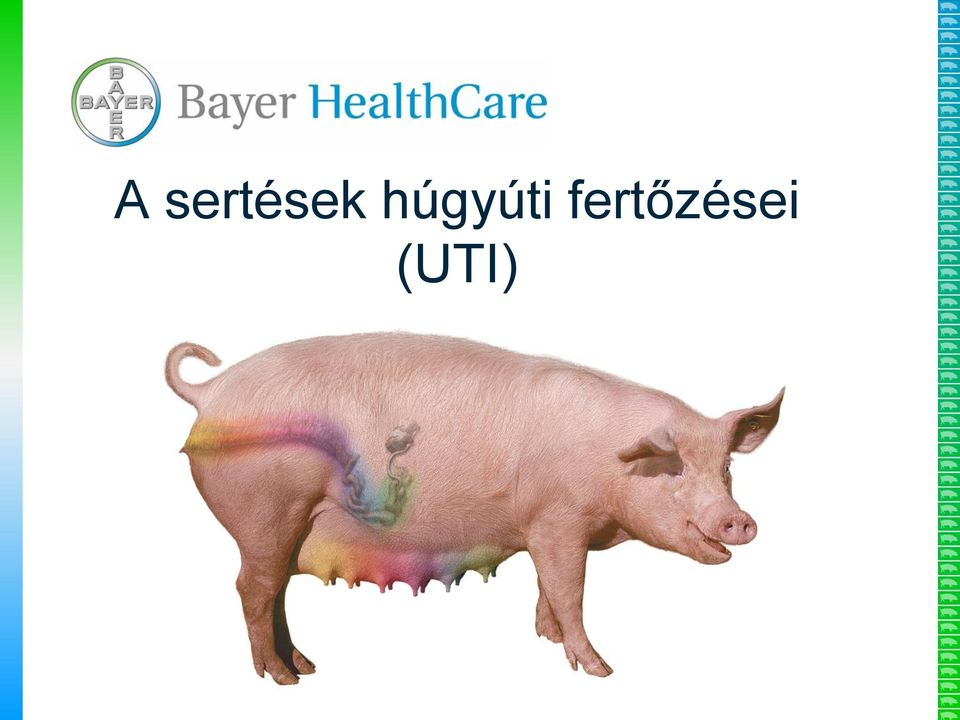 húgyúti