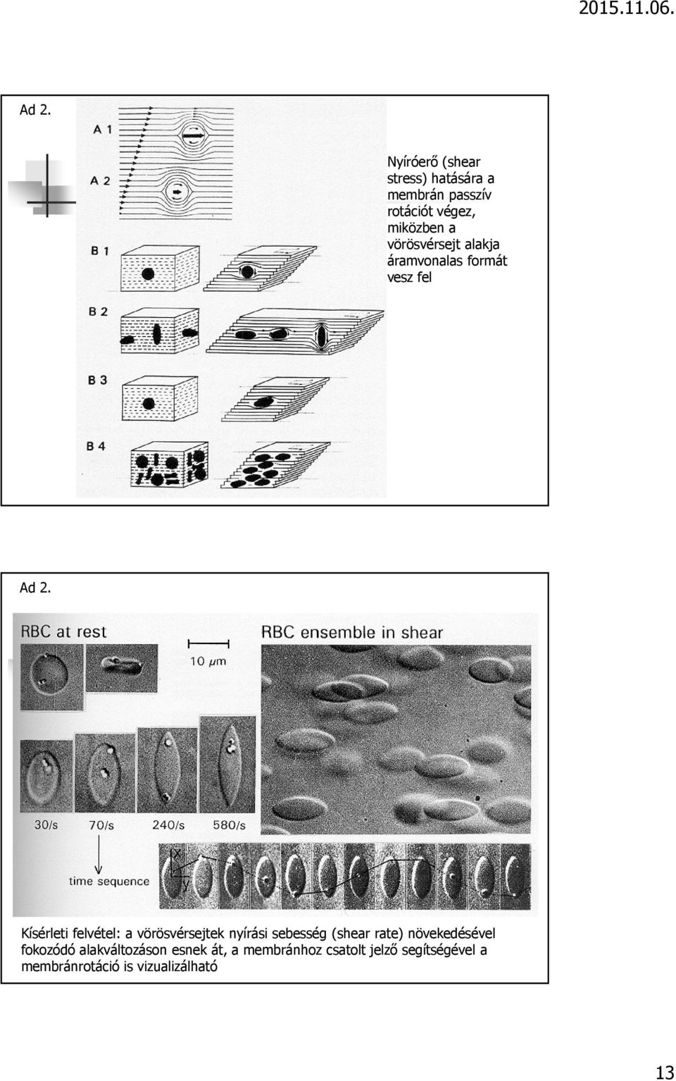 Kísérleti felvétel: a vörösvérsejtek nyírási sebesség (shear rate) növekedésével