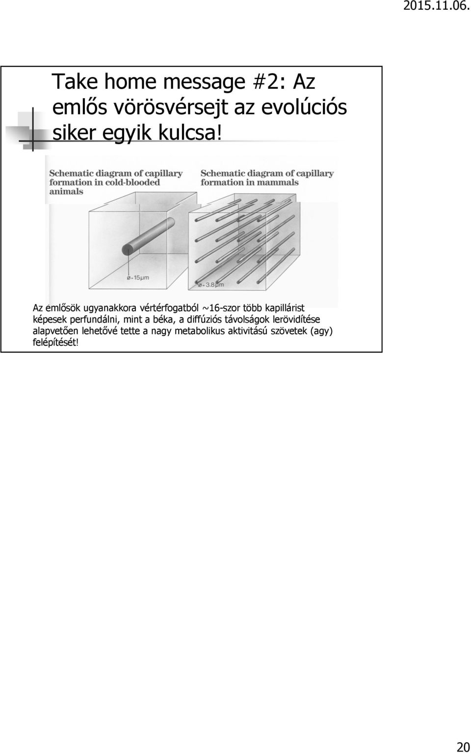 Az emlősök ugyanakkora vértérfogatból ~16-szor több kapillárist képesek