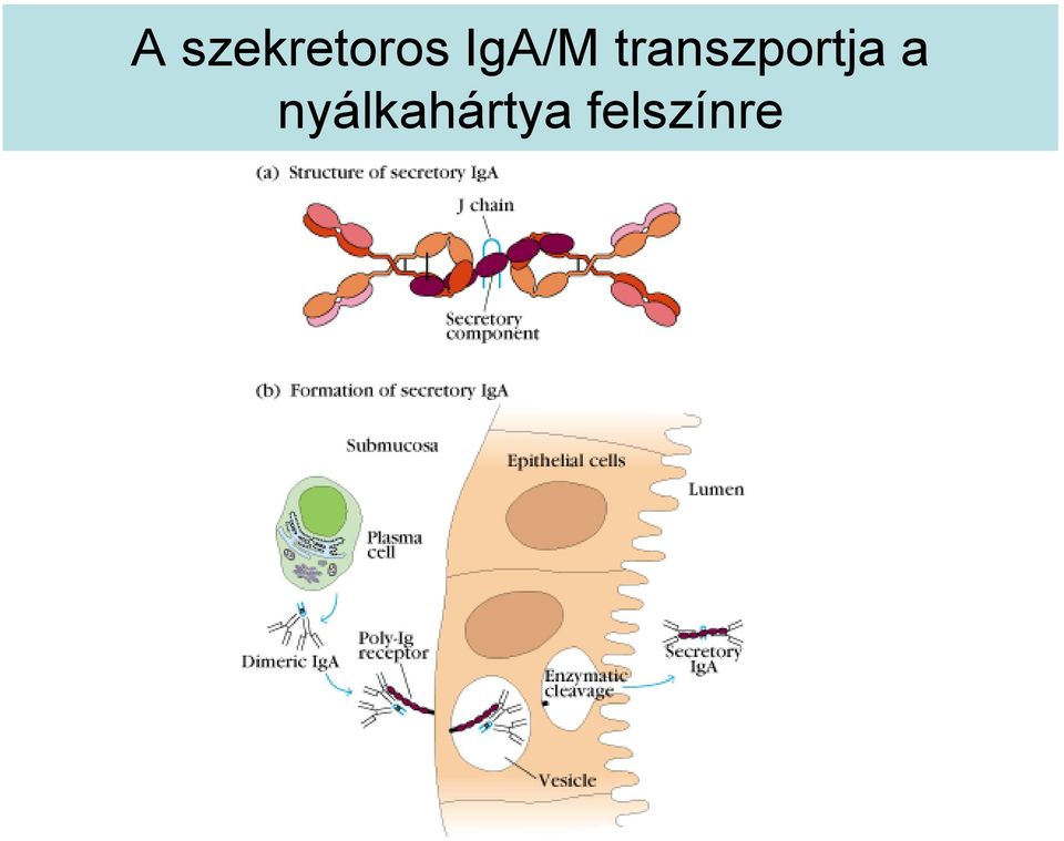 transzportja a