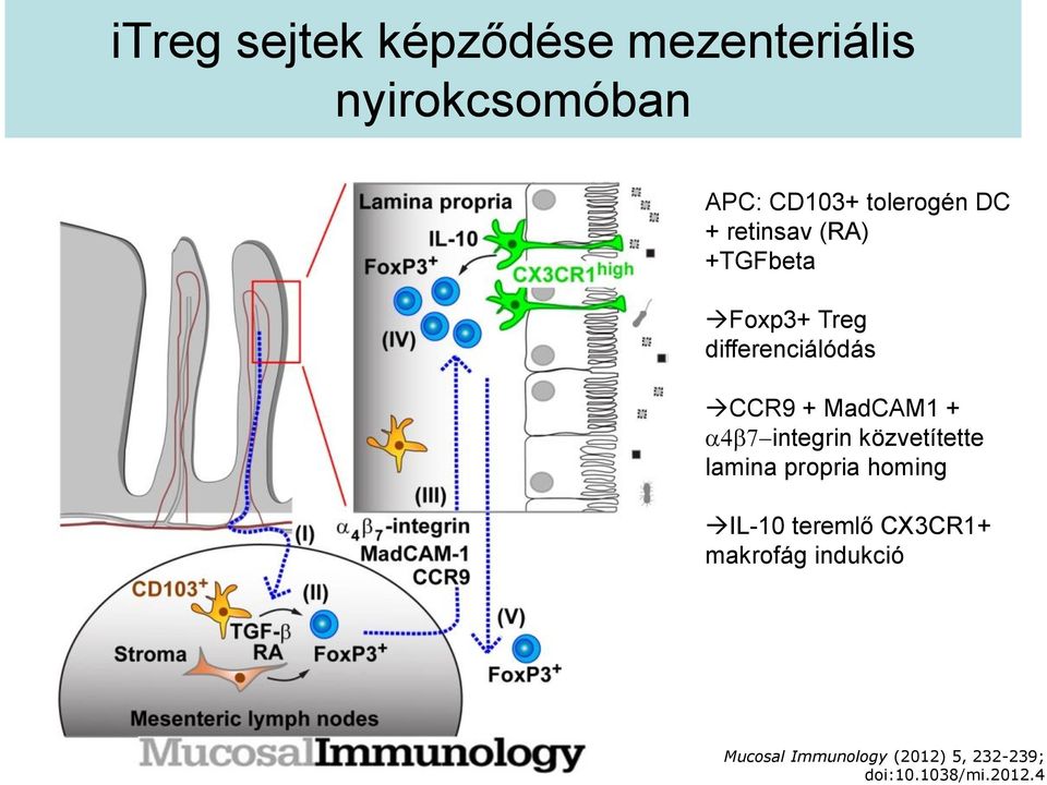 a4b7-integrin közvetítette lamina propria homing IL-10 teremlő CX3CR1+