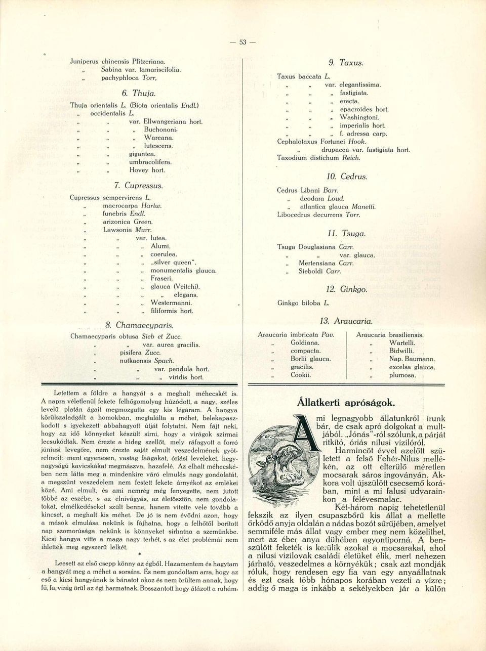 monumentális glauca. Fraseri. glauca (Veitchi). elegáns. Westermanni. filiformis hort. 8. Chamaecyparis. Chamaecyparis obtusa Sieb et Zucc. var. aurea gracilis. pisifera Zucc. nutkaensis Spach. var. pendula hort.