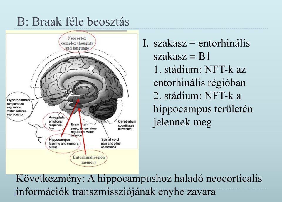 stádium: NFT-k a hippocampus területén jelennek meg
