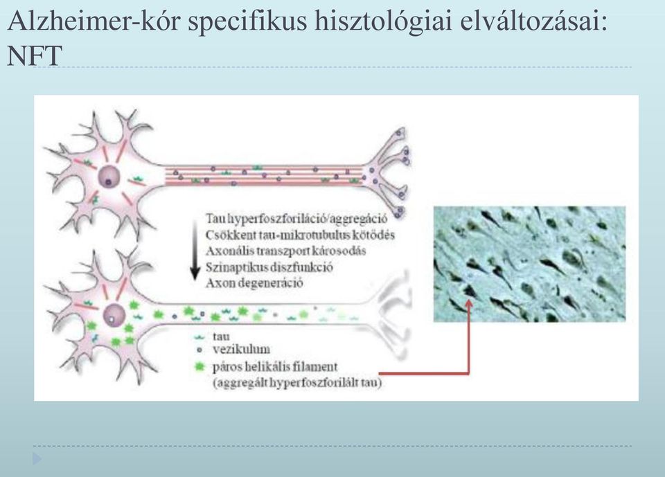 hisztológiai