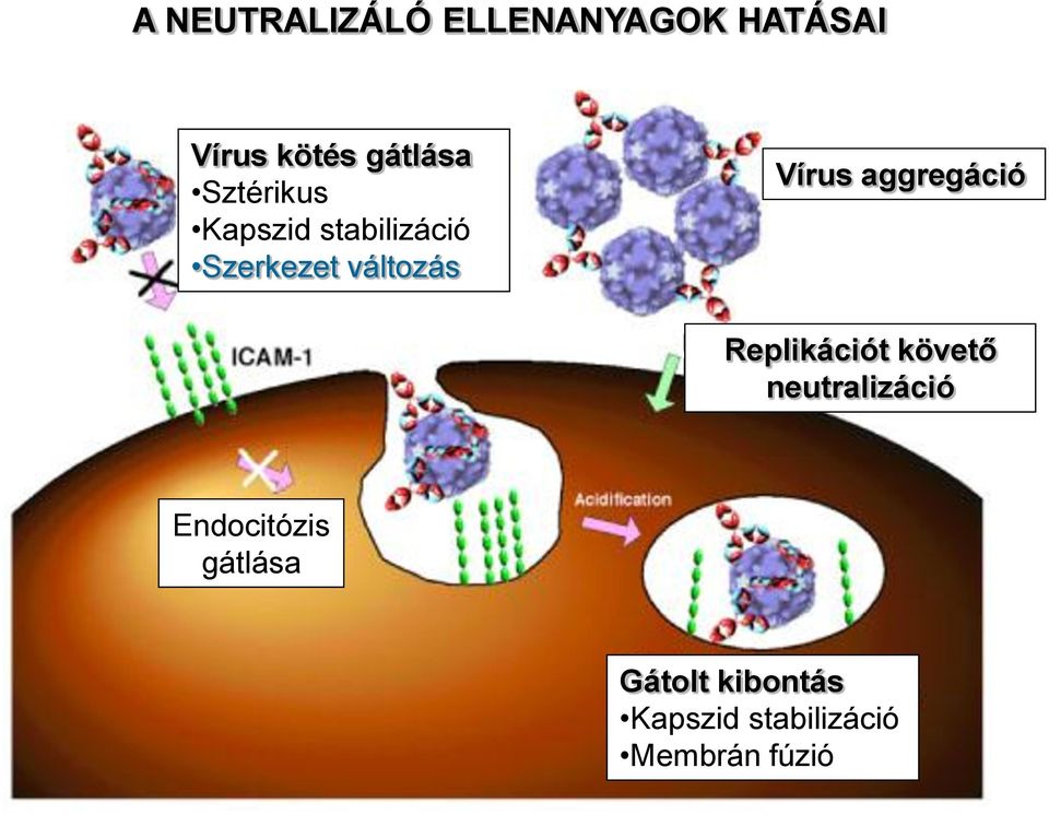 aggregáció Replikációt követő neutralizáció Endocitózis
