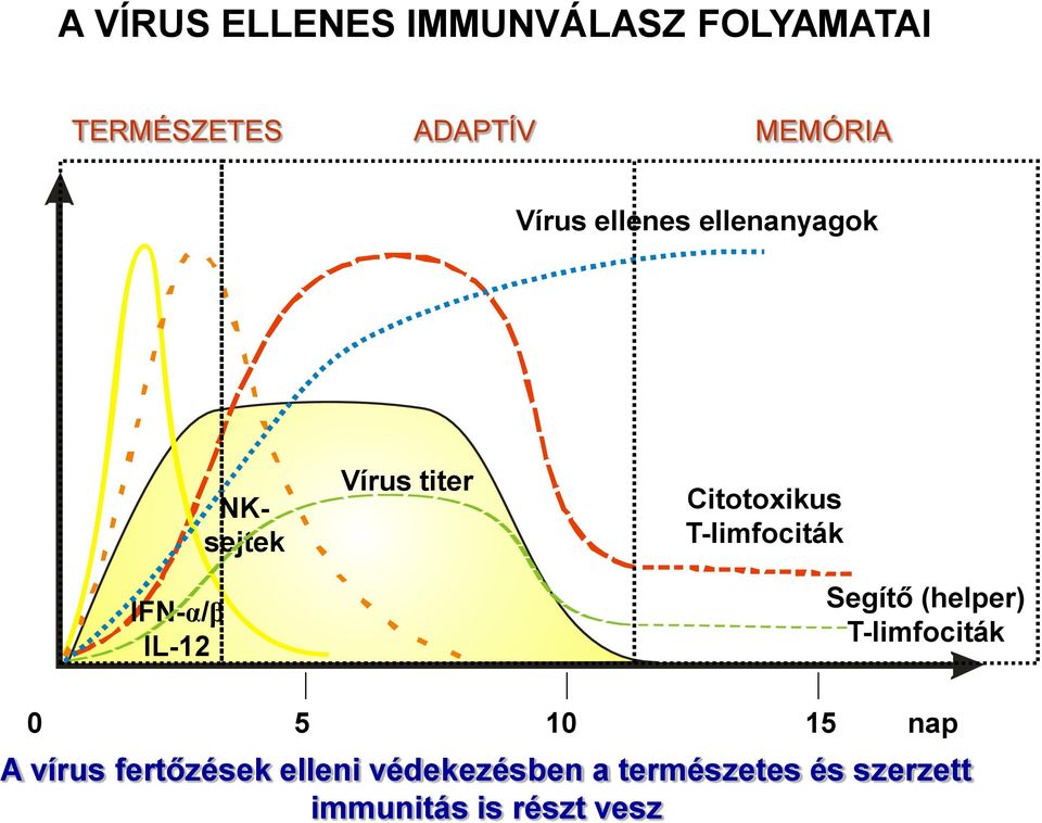 T-limfociták IFN-α/β IL-12 Segítő (helper) T-limfociták 0 5 10 15 nap A