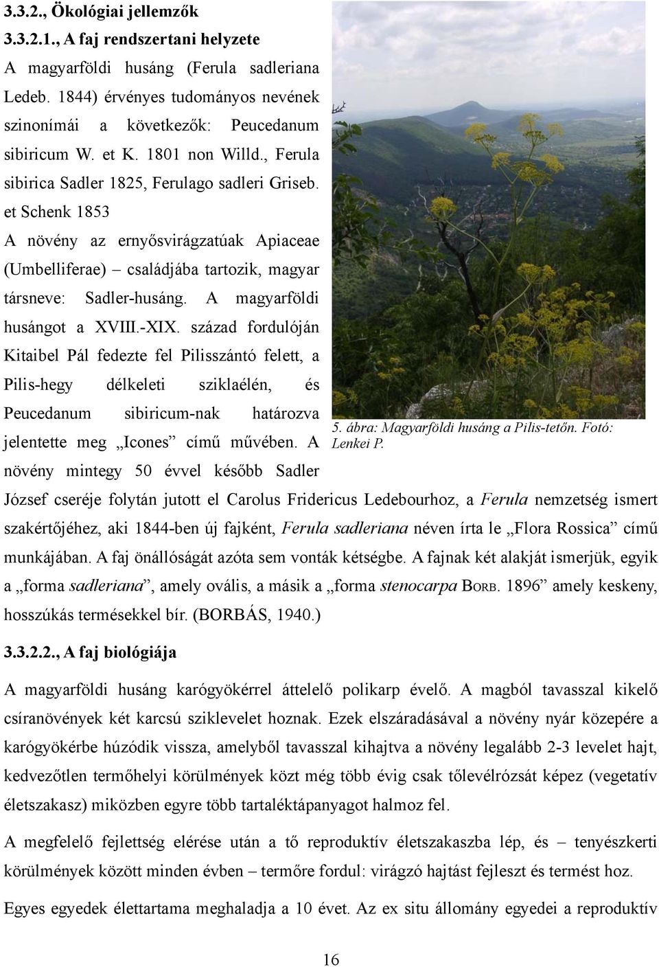 A magyarföldi husángot a XVIII.-XIX. század fordulóján Kitaibel Pál fedezte fel Pilisszántó felett, a Pilis-hegy Peucedanum délkeleti sziklaélén, sibiricum-nak és határozva 5.