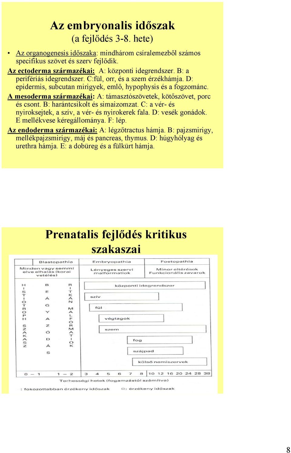 A mesoderma származékai: A: támasztószövetek, kötőszövet, porc és csont. B: harántcsikolt és simaizomzat. C: a vér- és nyiroksejtek, a szív, a vér- és nyirokerek fala. D: vesék gonádok.