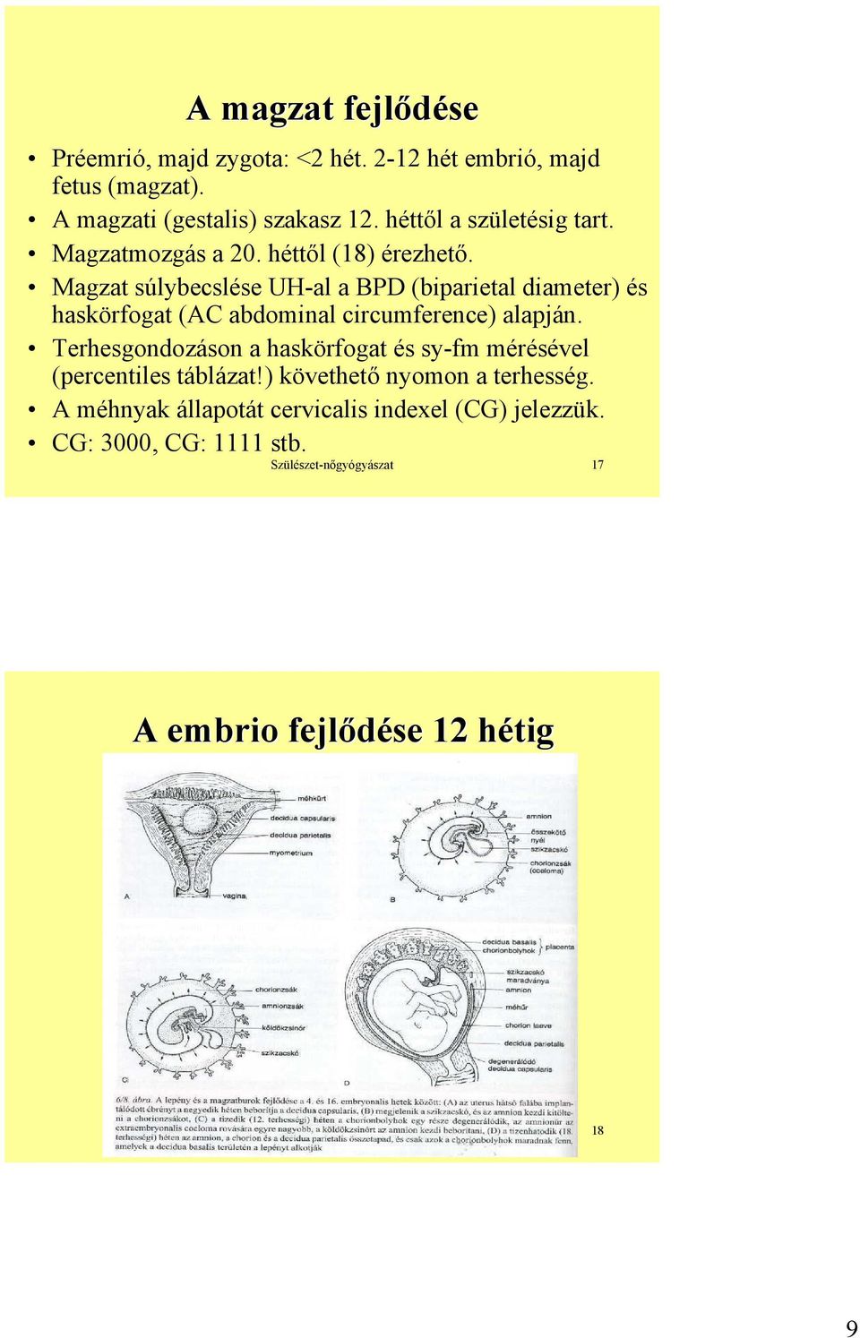 Magzat súlybecslése UH-al a BPD (biparietal diameter) és haskörfogat (AC abdominal circumference) alapján.