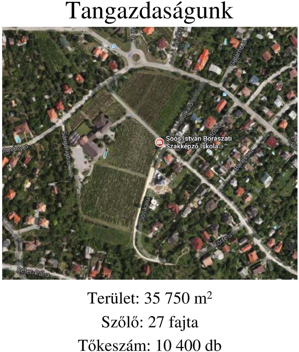 2 Szőlő: 27 fajta