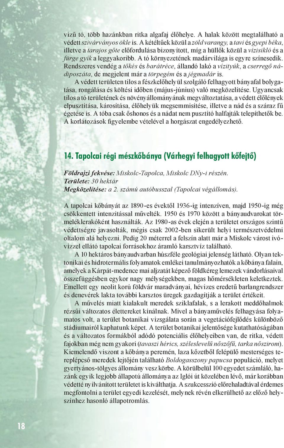 A tó környezetének madárvilága is egyre színesedik. Rendszeres vendég a tőkés és barátréce, állandó lakó a vízityúk, a cserregő nádiposzáta, de megjelent már a törpegém és a jégmadár is.