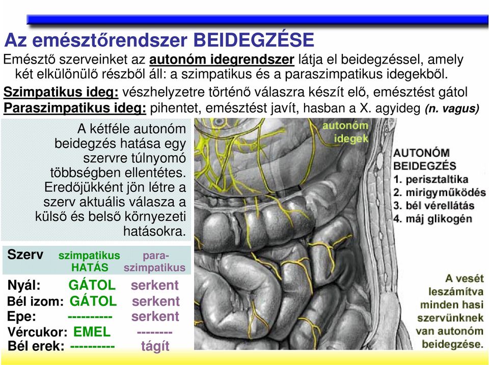 agyideg (n. vagus) A kétféle autonóm beidegzés hatása egy szervre túlnyomó többségben ellentétes.